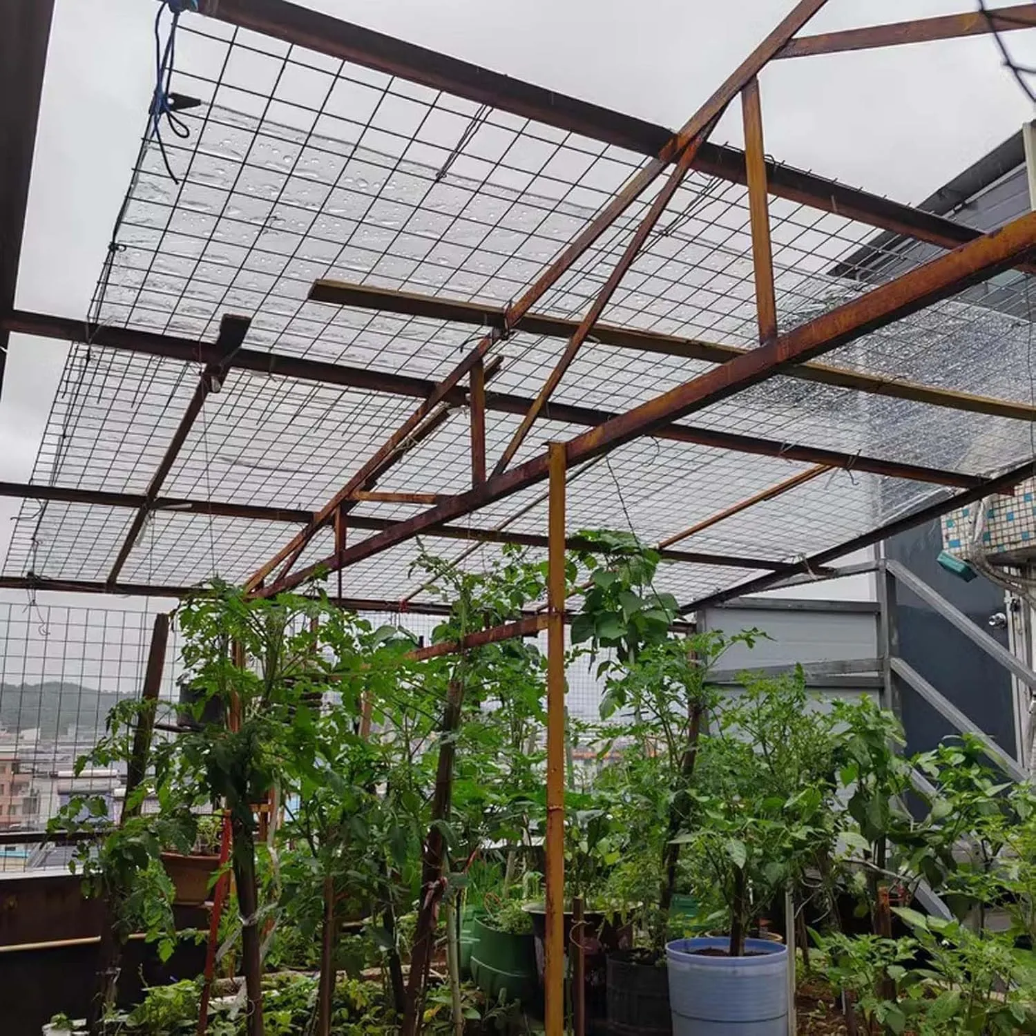 Heavy Duty Waterproof PVC Clear Tarps 5.9x5.9ft, Thick Transparent Tarpaulin with Grommets, PVC Plastic Tarp Dustproof, for Greenhouse Patio Chicken